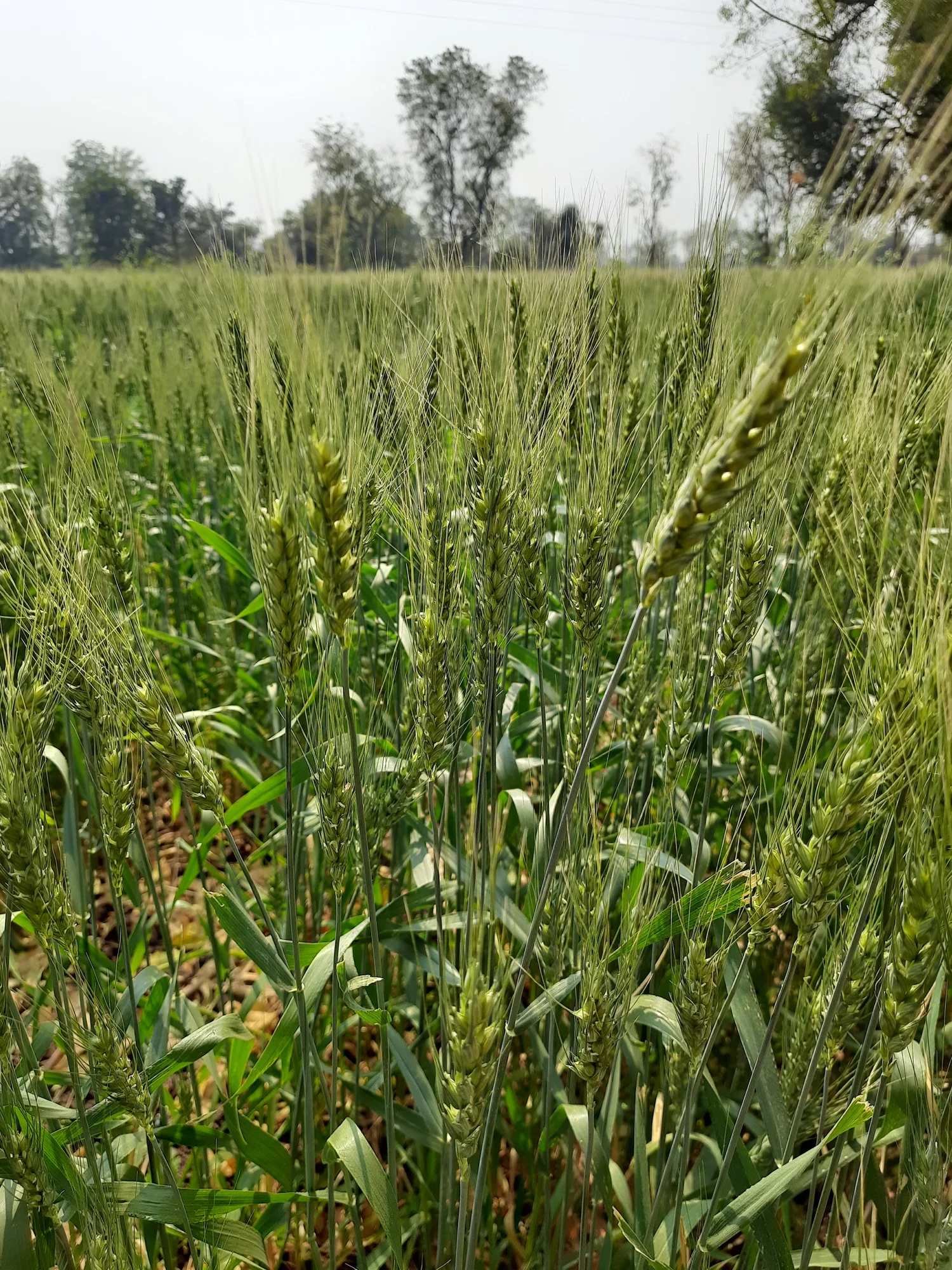 GRVC field visit